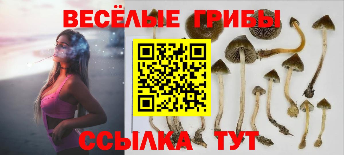 Галлюциногенные грибы MAGIC MUSHROOMS  Вход с VPN  Самара  Псилоцибиновые грибы Psilocybine cubensis 